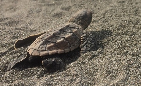 Community-based Sea Turtle Conservation