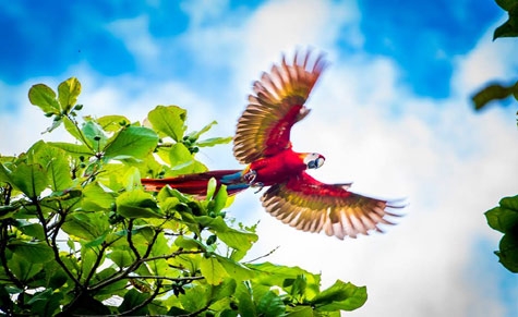 Conservation Volunteer - Macaws in Costa Rica