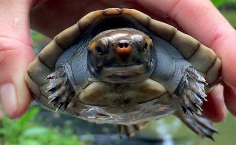 River Turtle Husbandry & Research