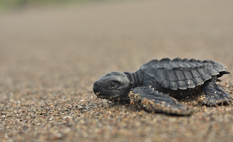 Punta Mala-Playa Hermosa Sea Turtle Conservation Program